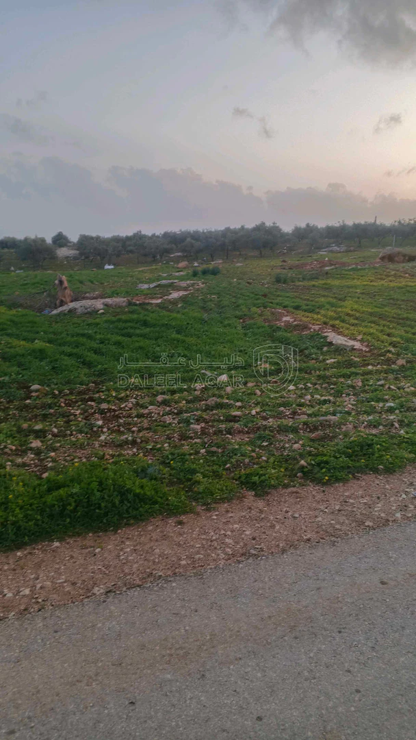 أرض في اربد المغير مقابل قصر القبلان - 111,000 دأ - صورة 1