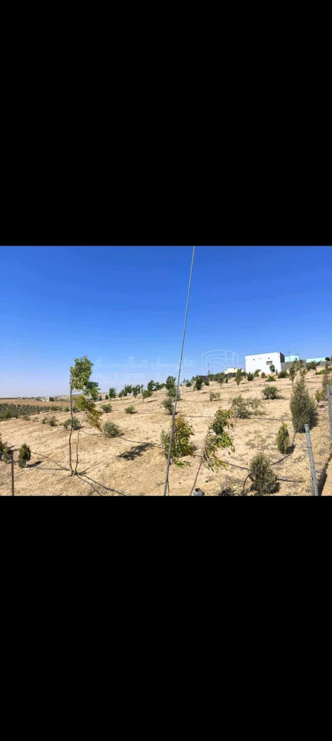 أرض في الطفيلة العيص صويميح - 50,000 دأ - صورة 1