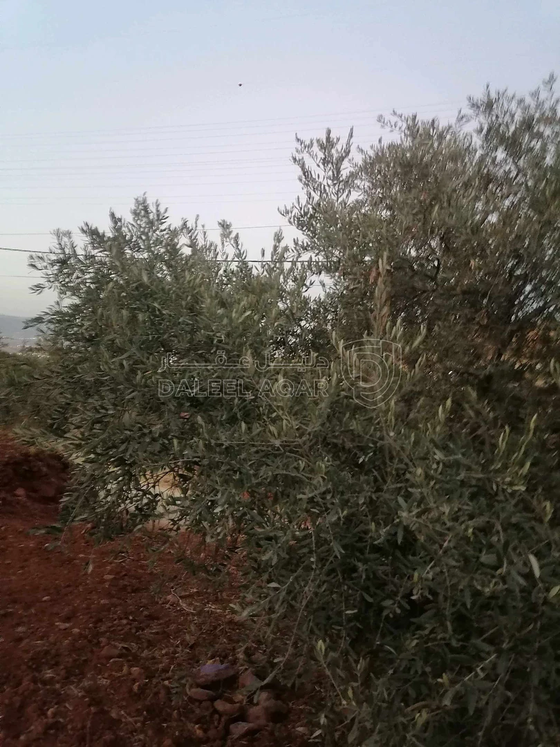 أرض في السلط الديره - 70,000 دأ - صورة 1