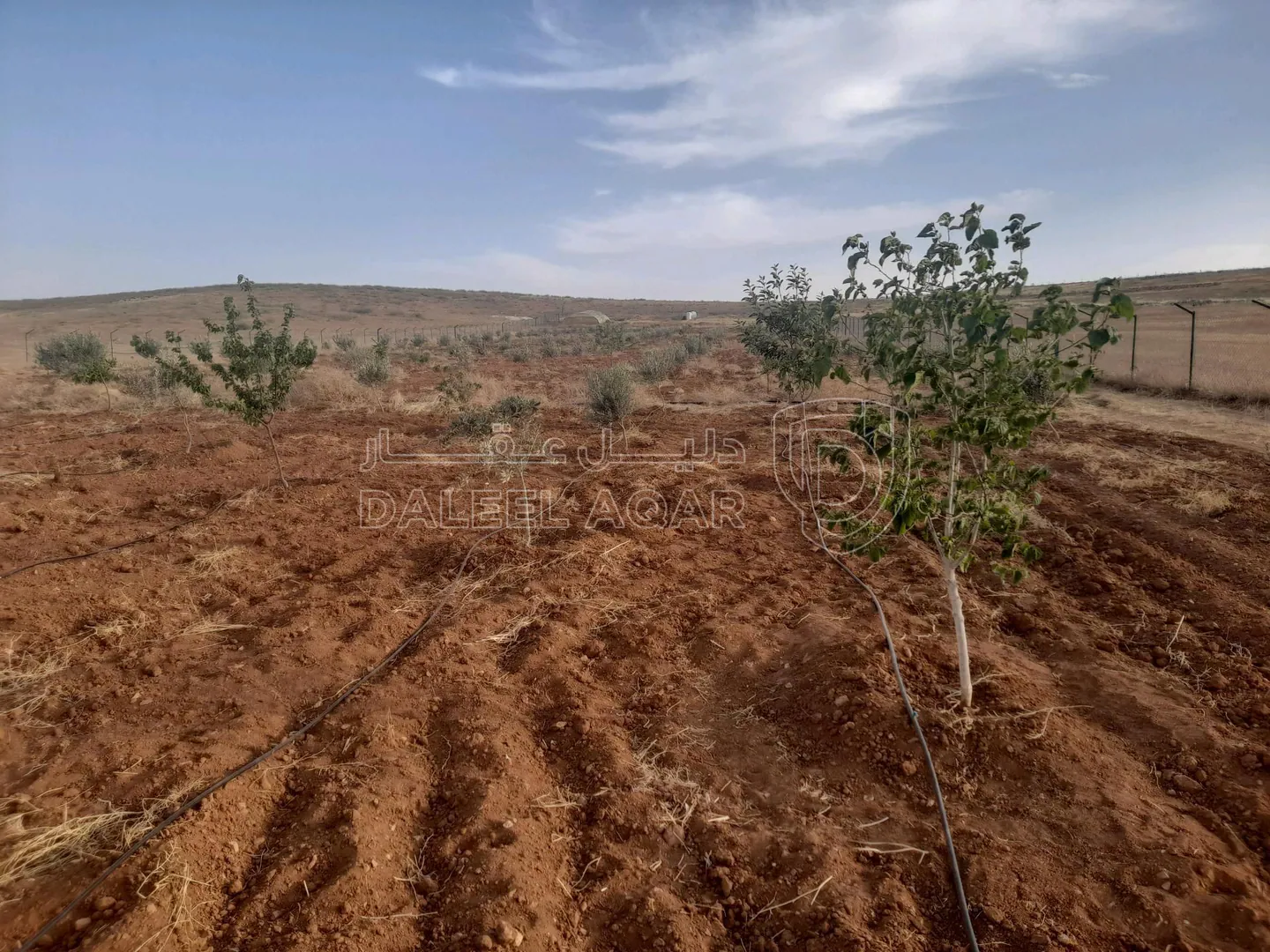 أرض في المفرق البويضه حوض دلعب - 40,000 دأ - صورة 1