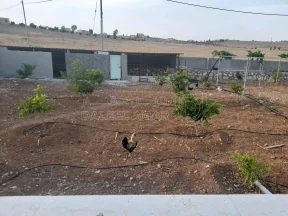 أرض في المفرق البويضه حوض دلعب - 40,000 دأ - صورة NaN