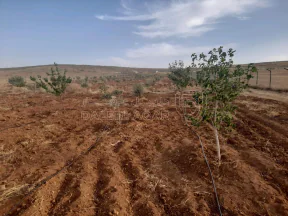 أرض في المفرق البويضه حوض دلعب - 40,000 دأ - صورة NaN