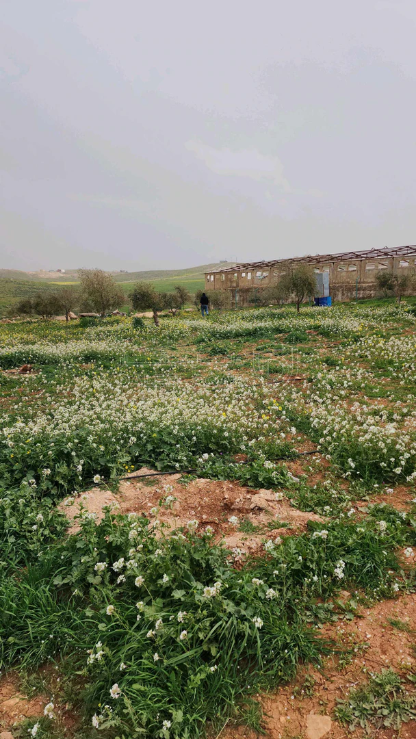 أرض في اربد النعيمه خلف جامعة اربد الاهليه - 55,000 دأ - صورة 1