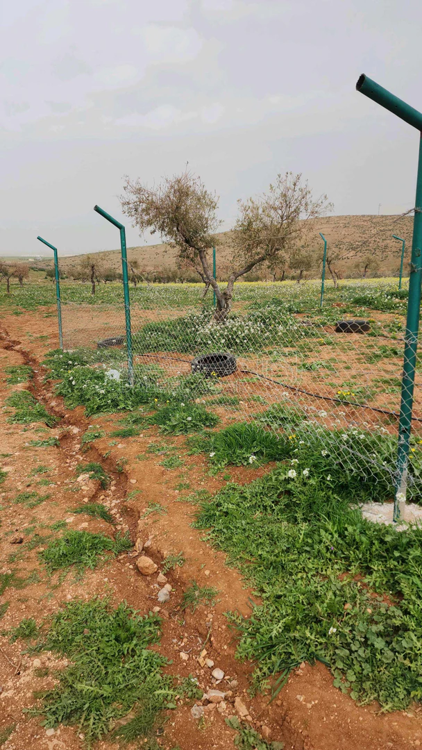 أرض في اربد النعيمه خلف جامعة اربد الاهليه - 55,000 دأ - صورة 1