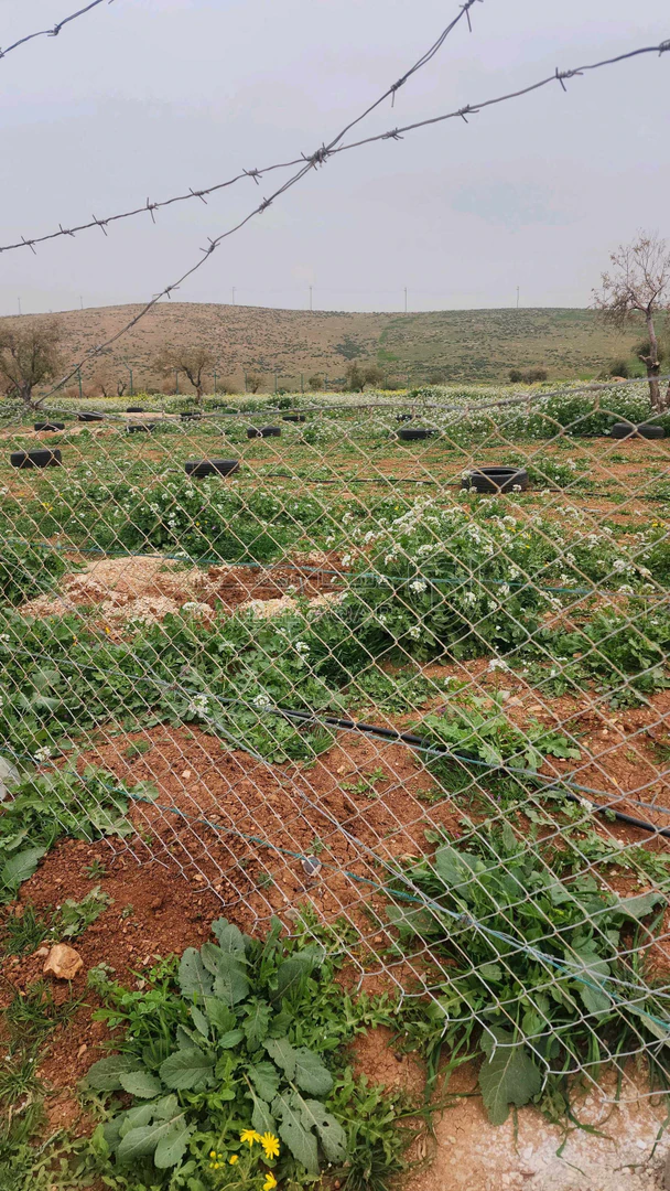 أرض في اربد النعيمه خلف جامعة اربد الاهليه - 55,000 دأ - صورة 1