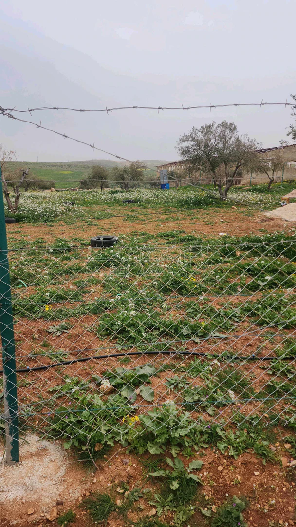 أرض في اربد النعيمه خلف جامعة اربد الاهليه - 55,000 دأ - صورة 1