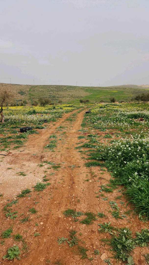 أرض في اربد النعيمه خلف جامعة اربد الاهليه - 55,000 دأ - صورة 1