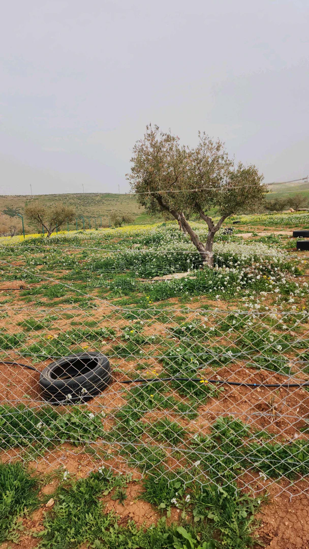 أرض في اربد النعيمه خلف جامعة اربد الاهليه - 55,000 دأ - صورة 1