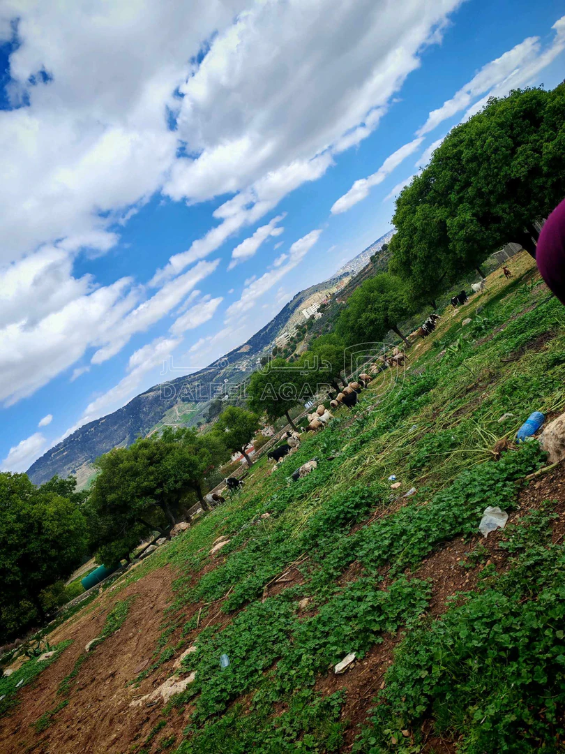 أرض في السلط ام العمد - 200,000 دأ - صورة 1