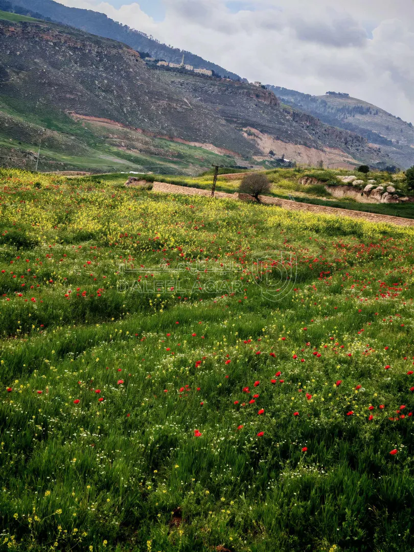أرض في السلط ام العمد - 200,000 دأ - صورة 1