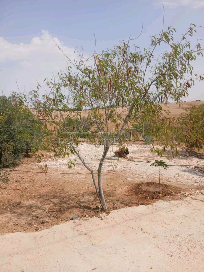 أرض في مأدبا دليلة الحمايدة  - 140,000 دأ - صورة 1