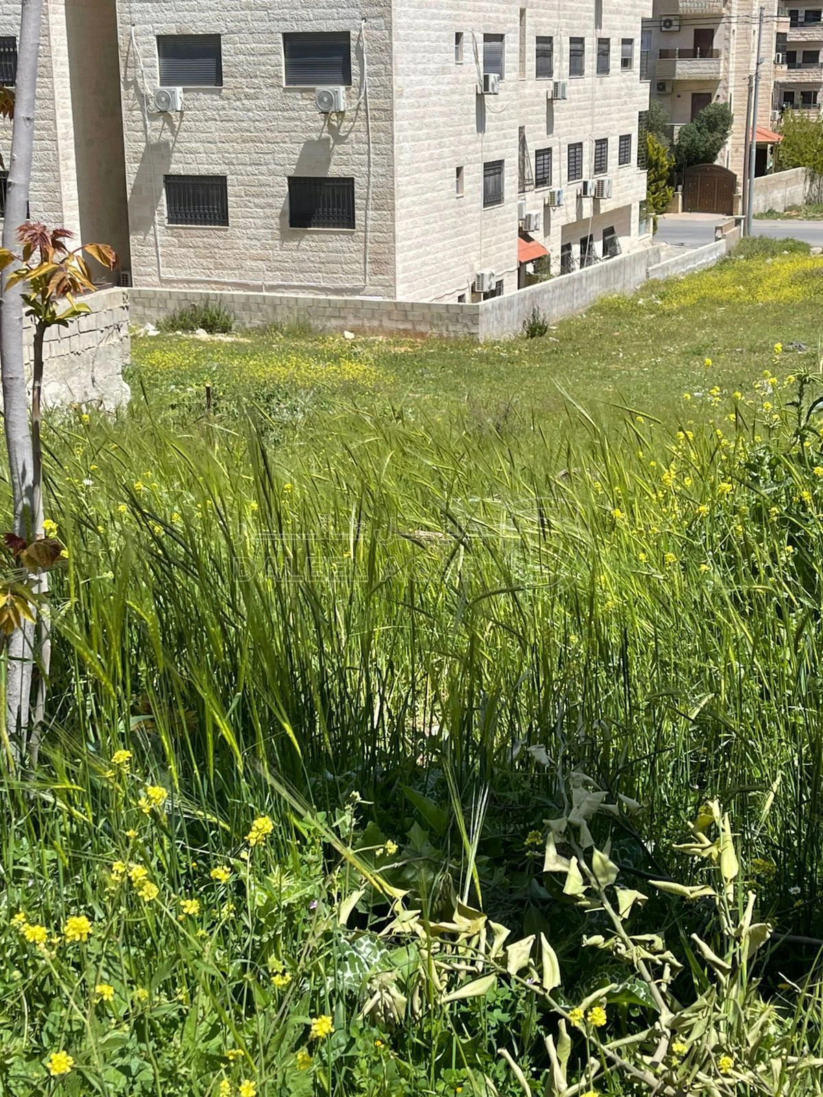أرض في البنيات بالقرب من شارع البنيات - 85,000 دأ - صورة 1