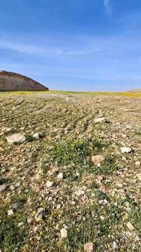 أرض في أرض مميزة في رحاب - المفرق - 130,000 دأ - صورة 1