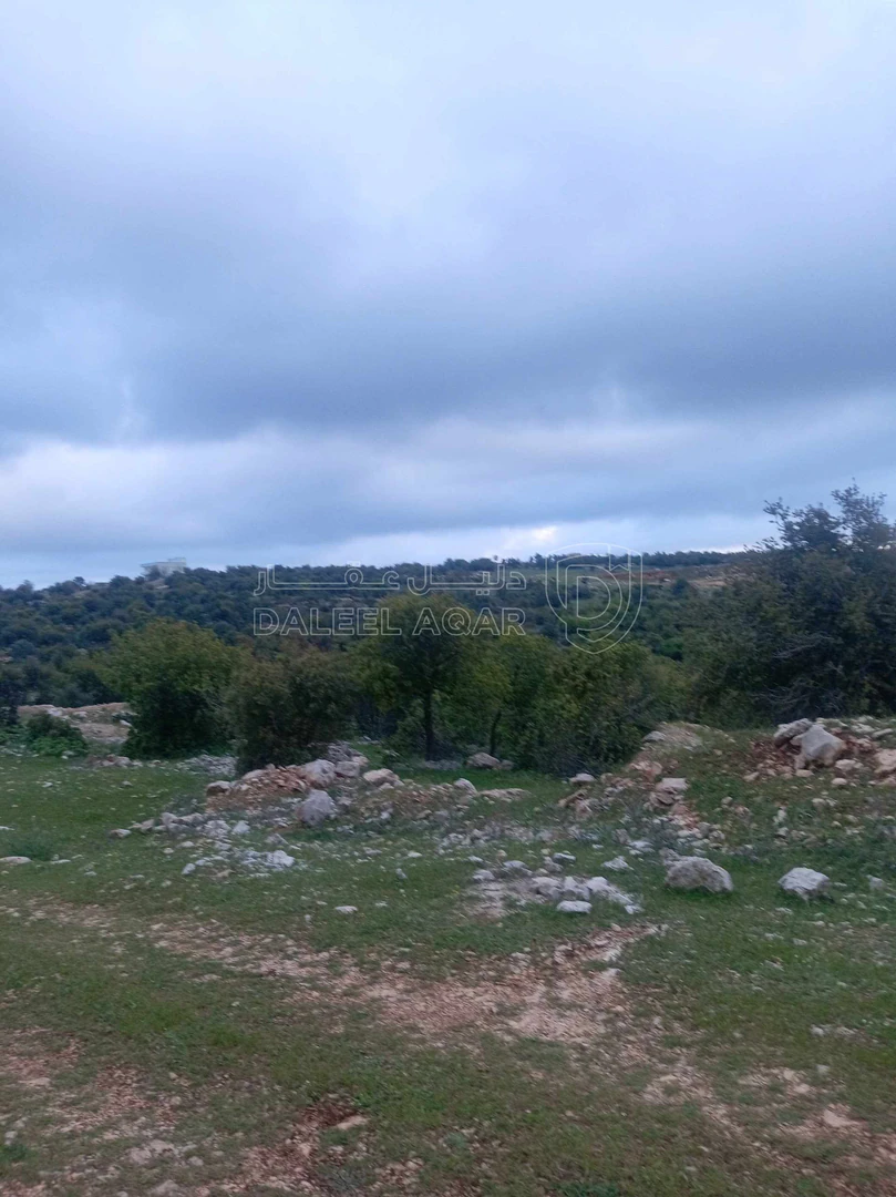 أرض في أرض في قرية راسون من محافظة عجلون - 250,000 دأ - صورة 1