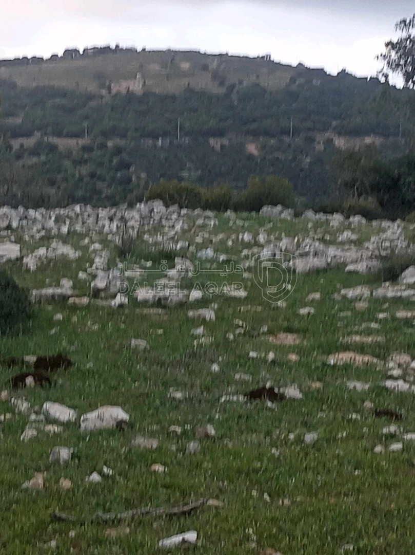 أرض في أرض في قرية راسون من محافظة عجلون - 250,000 دأ - صورة 1