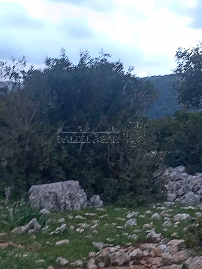 أرض في أرض في قرية راسون من محافظة عجلون - 250,000 دأ - صورة 1