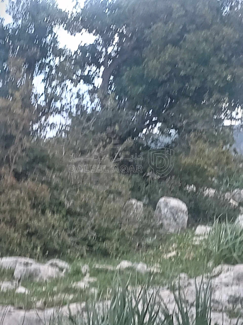 أرض في أرض في قرية راسون من محافظة عجلون - 250,000 دأ - صورة 1