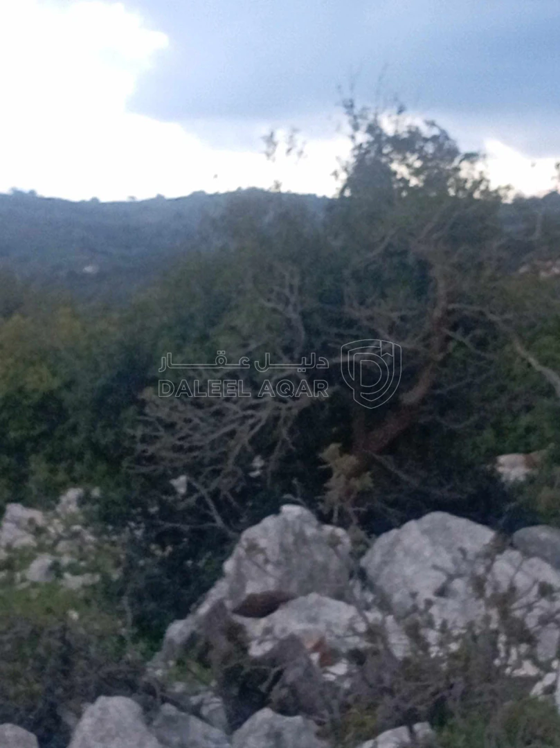 أرض في أرض في قرية راسون من محافظة عجلون - 250,000 دأ - صورة 1