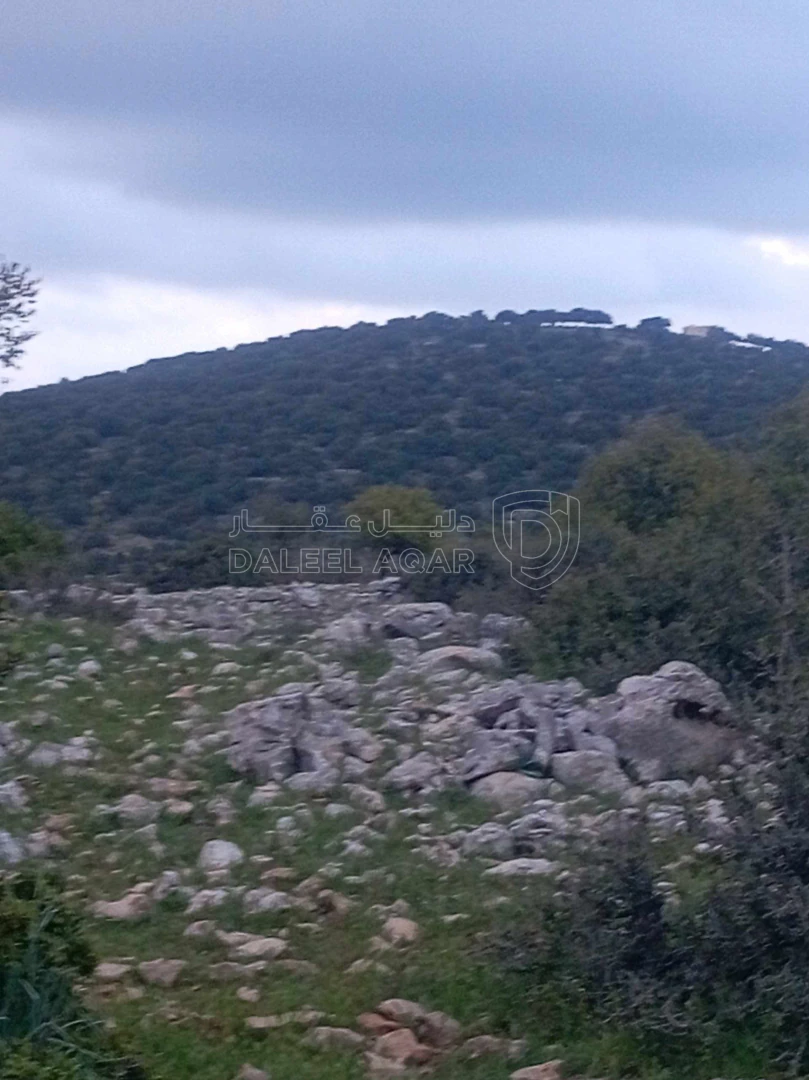 أرض في أرض في قرية راسون من محافظة عجلون - 250,000 دأ - صورة 1