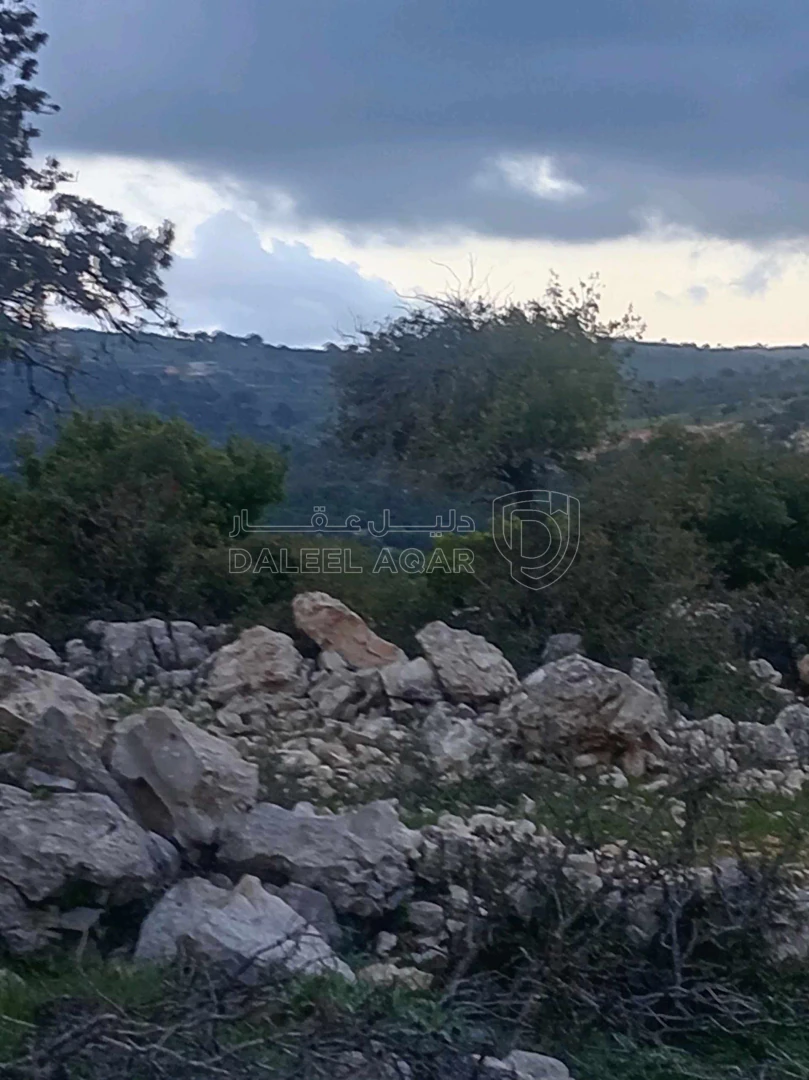 أرض في أرض في قرية راسون من محافظة عجلون - 250,000 دأ - صورة 1