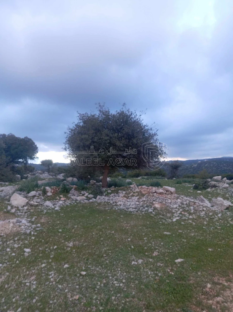 أرض في أرض في قرية راسون من محافظة عجلون - 250,000 دأ - صورة 1