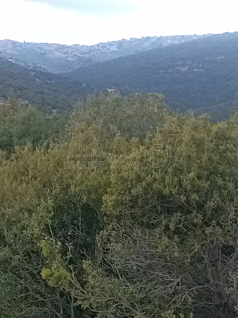 أرض في أرض في قرية راسون من محافظة عجلون - 250,000 دأ - صورة 1
