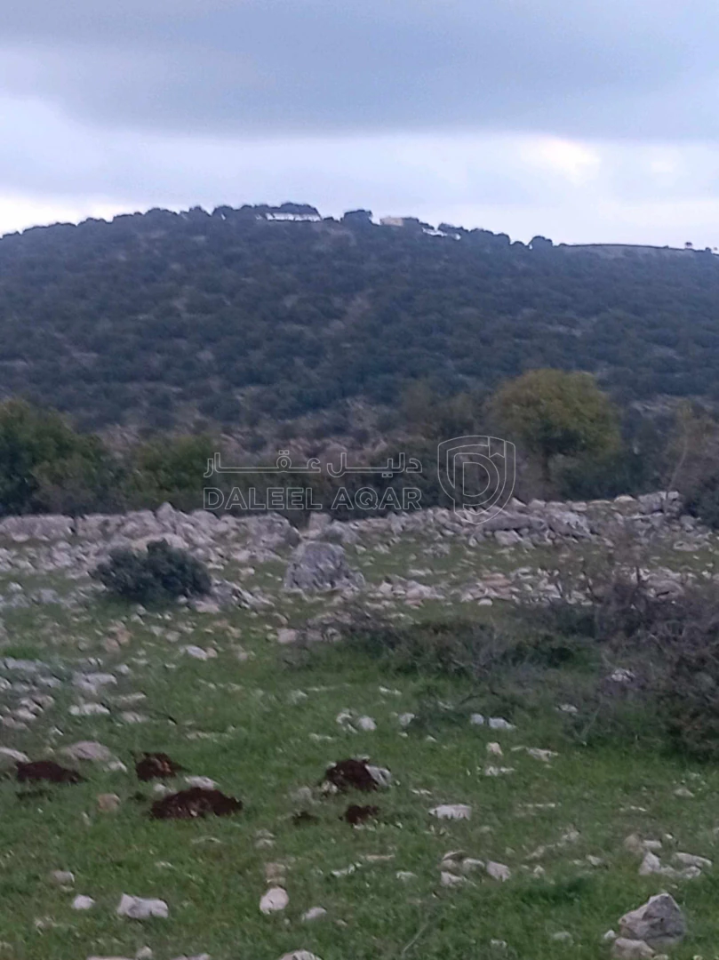 أرض في أرض في قرية راسون من محافظة عجلون - 250,000 دأ - صورة 1