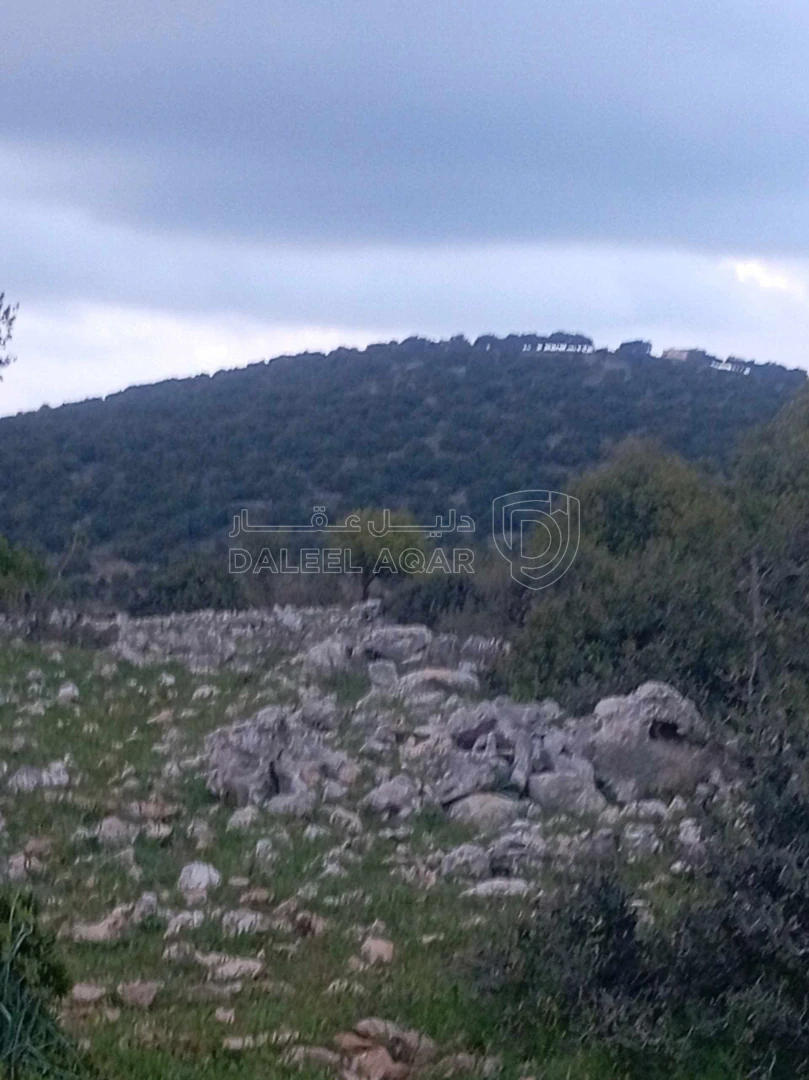 أرض في أرض في قرية راسون من محافظة عجلون - 250,000 دأ - صورة 1