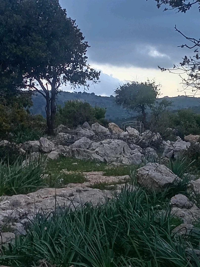 أرض في أرض في قرية راسون من محافظة عجلون - 250,000 دأ - صورة 1