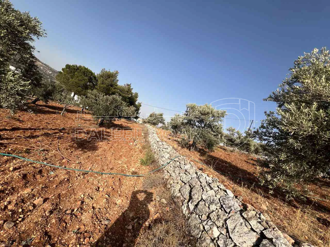 أرض في ارض ريفية جميلة جدا ومزروعه زيتون - 119,000 دأ - صورة 1