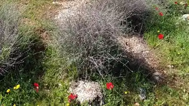 أرض في منطقة دحل طريق الزرقاء جرش - 50,000 دأ - صورة NaN
