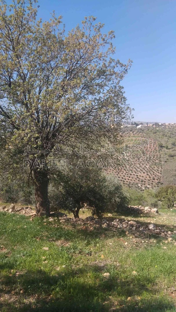 أرض في السلط الصبيحي منطقة بيوضه الشرقيه  - 180,000 دأ - صورة 1