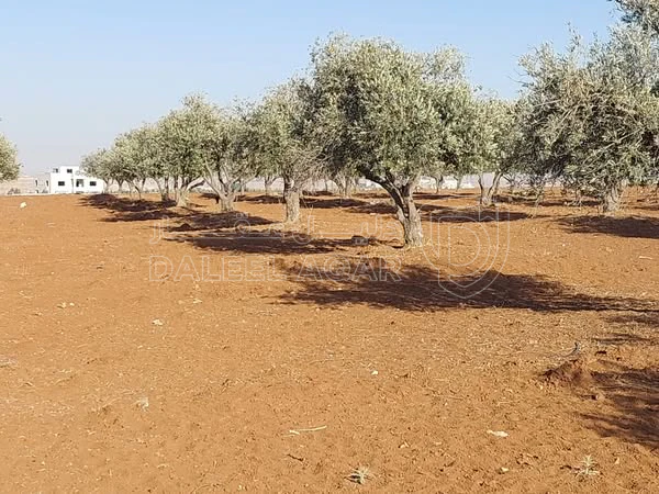 أرض في مأدبا - ماعين  - 90,000 دأ - صورة 1