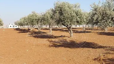 أرض في مأدبا - ماعين  - 90,000 دأ - صورة NaN