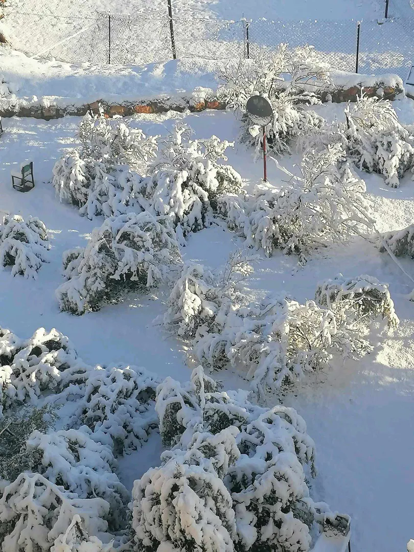 مبنى في المفرق .منشية بني حسن. وسط البلد  - 260,000 دأ - صورة 1