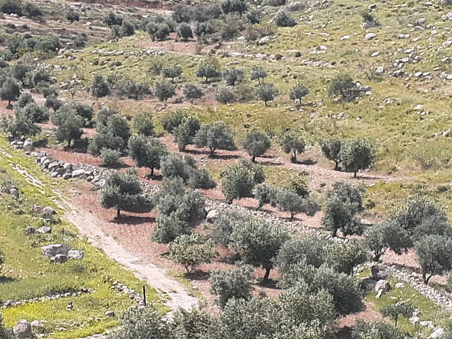 أرض في ارض للبيع في النبي هود  - 90,000 دأ - صورة 1