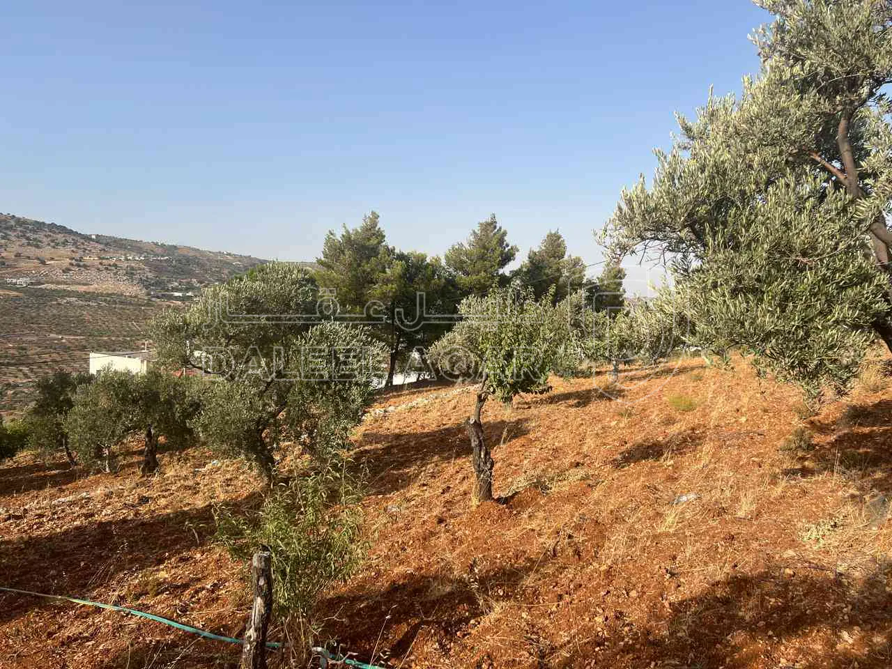 أرض في ارض ريفية جميلة جدا ومزروعه زيتون - 119,000 دأ - صورة 1