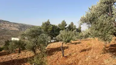 أرض في ارض ريفية جميلة جدا ومزروعه زيتون - 119,000 دأ - صورة NaN