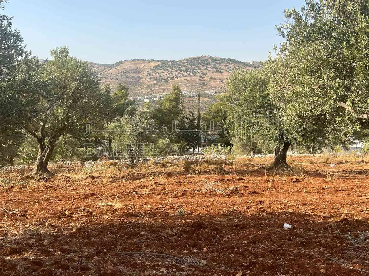 أرض في ارض ريفية جميلة جدا ومزروعه زيتون - 119,000 دأ - صورة 1