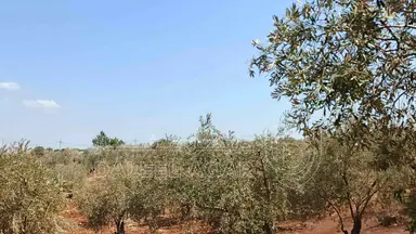 أرض في أرض للبيع  - 75,000 دأ - صورة NaN