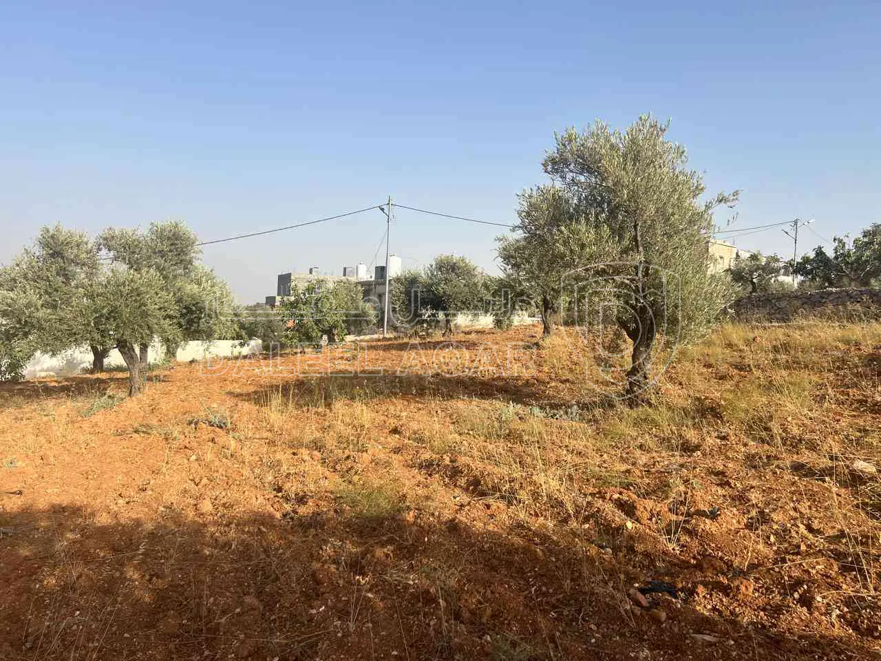 أرض في ارض ريفية جميلة جدا ومزروعه زيتون - 119,000 دأ - صورة 1
