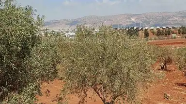 أرض في أرض للبيع  - 75,000 دأ - صورة NaN