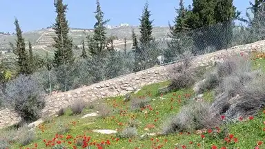 أرض في منطقة دحل طريق الزرقاء جرش - 50,000 دأ - صورة NaN