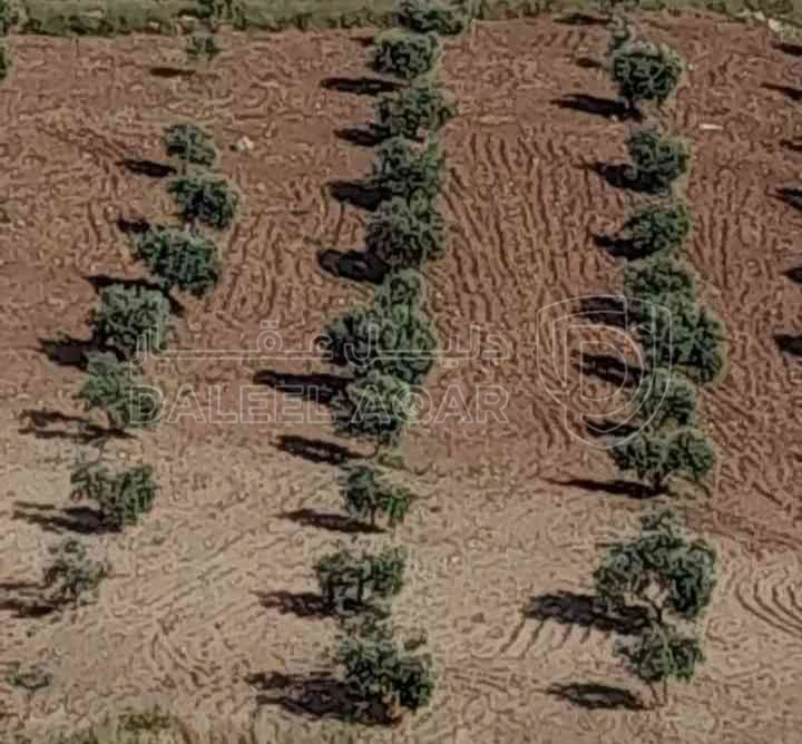 أرض في كفرنجه منطقة راجب - 68,000 دأ - صورة 1