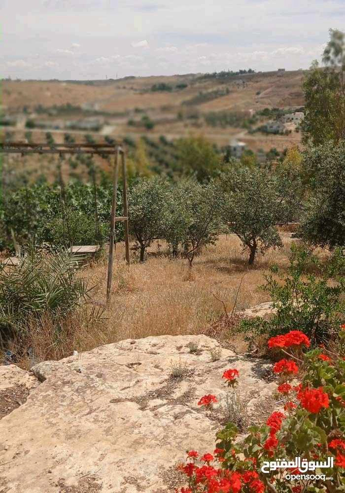 مبنى في المفرق حمامة العموش  - 32,000 دأ - صورة 1