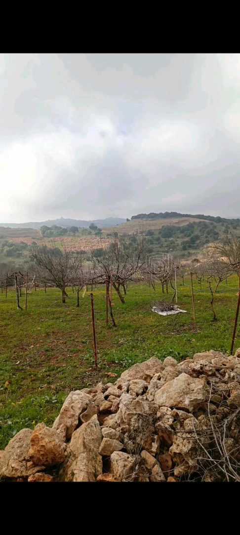 أرض في عجلون عين جنا  - 45,000 دأ - صورة 1