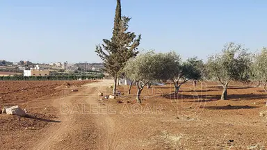 أرض في مأدبا - ماعين  - 90,000 دأ - صورة NaN