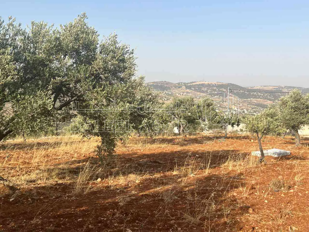 أرض في ارض ريفية جميلة جدا ومزروعه زيتون - 119,000 دأ - صورة 1