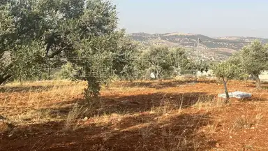 أرض في ارض ريفية جميلة جدا ومزروعه زيتون - 119,000 دأ - صورة NaN