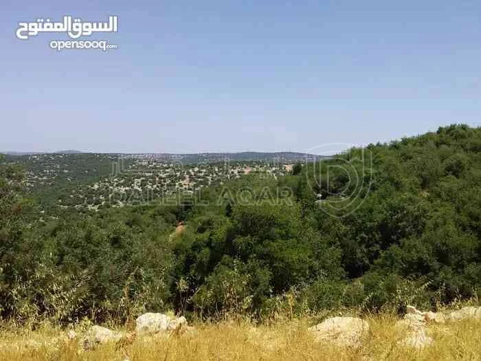 أرض في قطعة أرض بإطلالة ساحرة للبيع في عجلون - 100,000 دأ - صورة 1